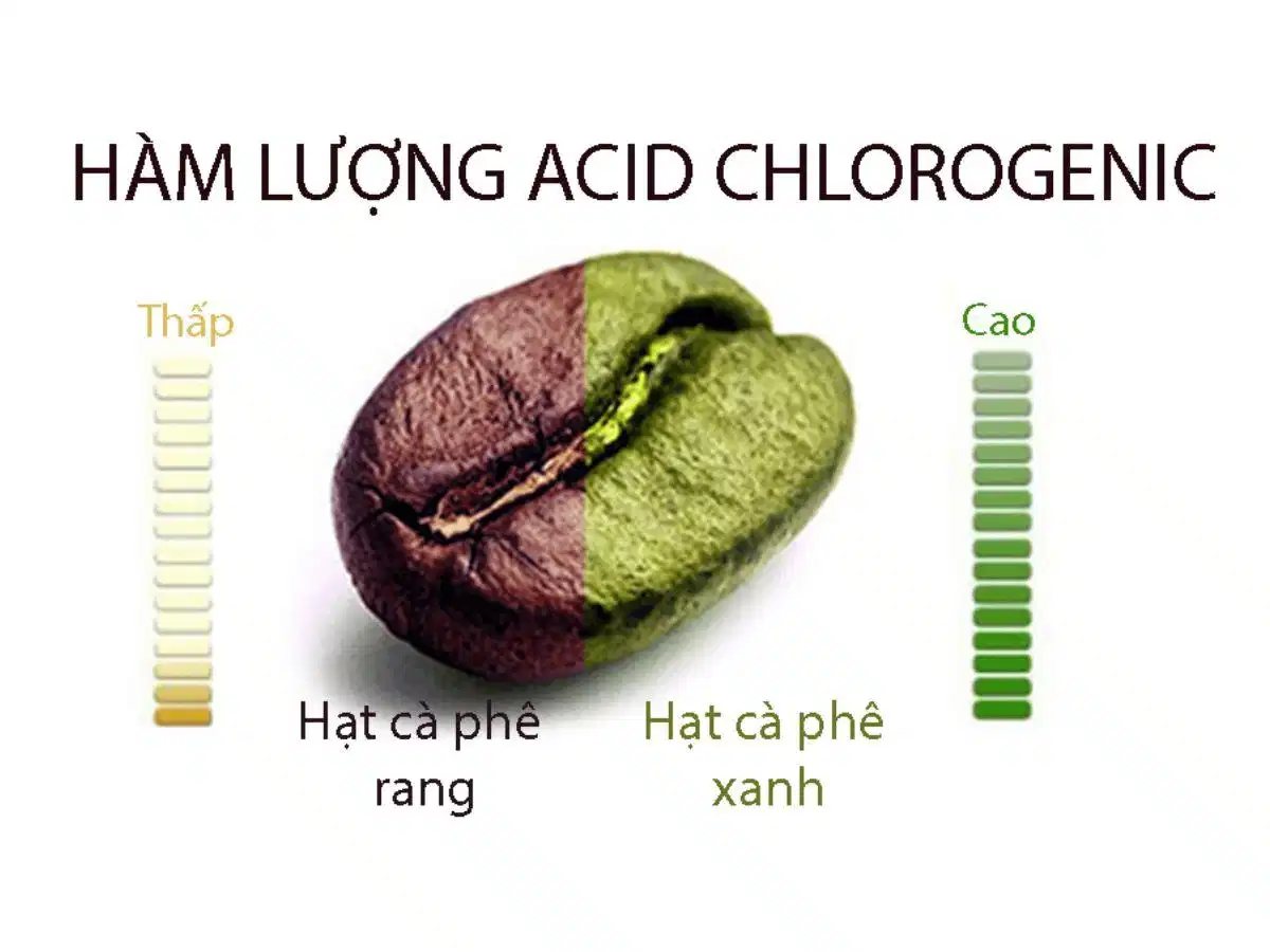Hợp chất trong cà phê và chăm sóc da Hợp chất trong cà phê và chăm sóc da
