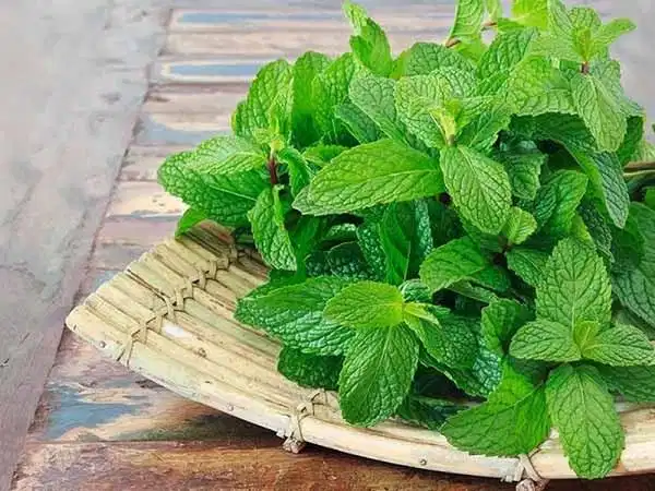 Nghiền nát lá bạc hà tươi đắp lên bọng mắt