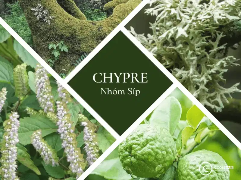 Cấu trúc nền tảng của họ hương Chypre Cấu trúc kim tự tháp mùi hương của nhóm hương Chypre