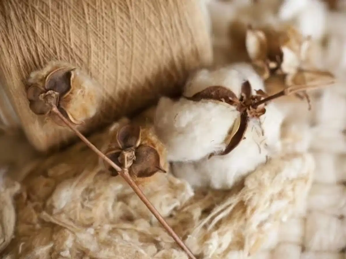 Bông cotton hữu cơ canh tác tự nhiên Cây bông trên cánh đồng canh tác cotton hữu cơ