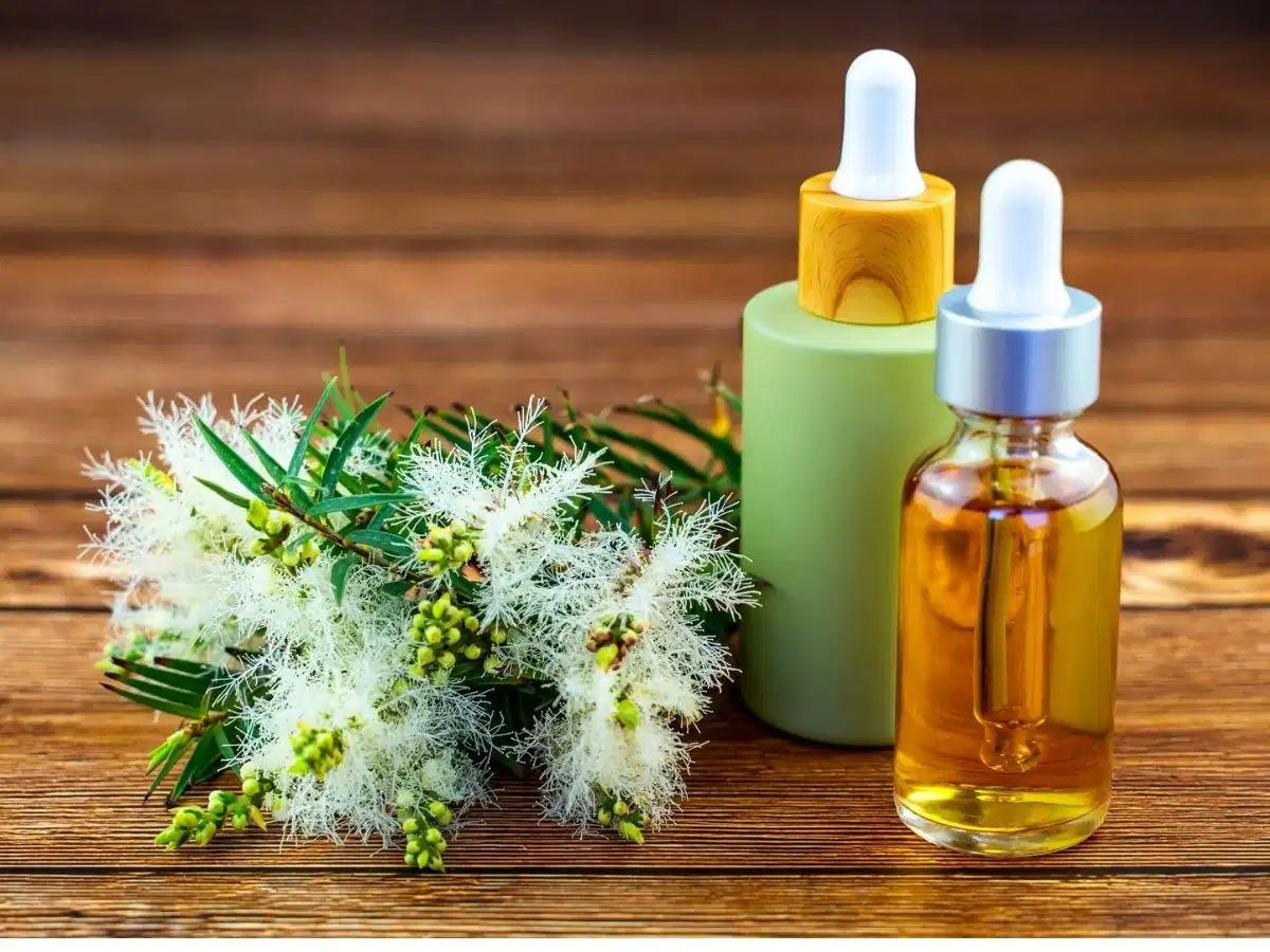 Tinh dầu tràm trà trong chăm sóc da mụn Tinh dầu tràm trà trong chăm sóc da mụn