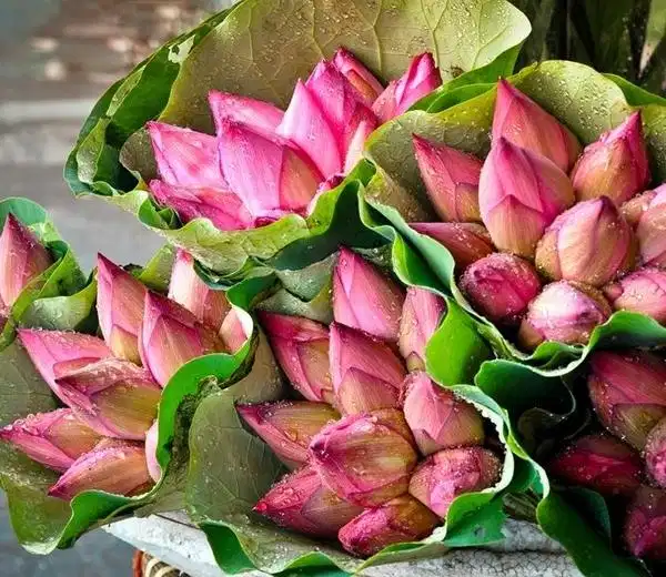 Hoa sen Hoa sen hồng thanh tịnh cắm bình