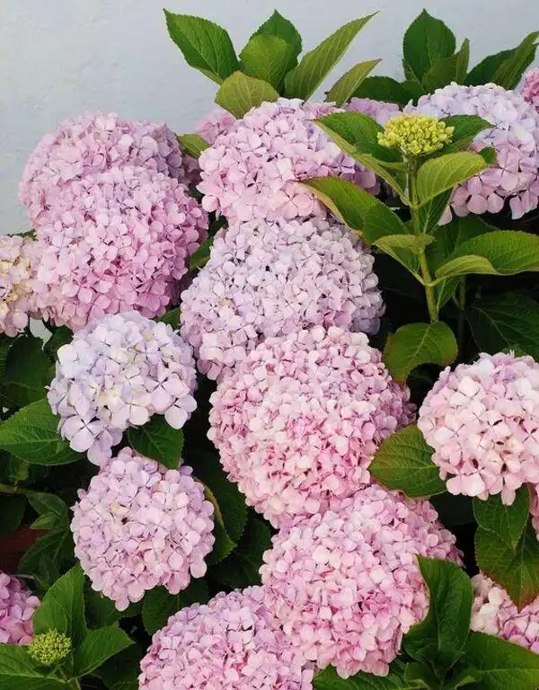 Hoa cẩm tú cầu Hoa cẩm tú cầu nhiều sắc độ