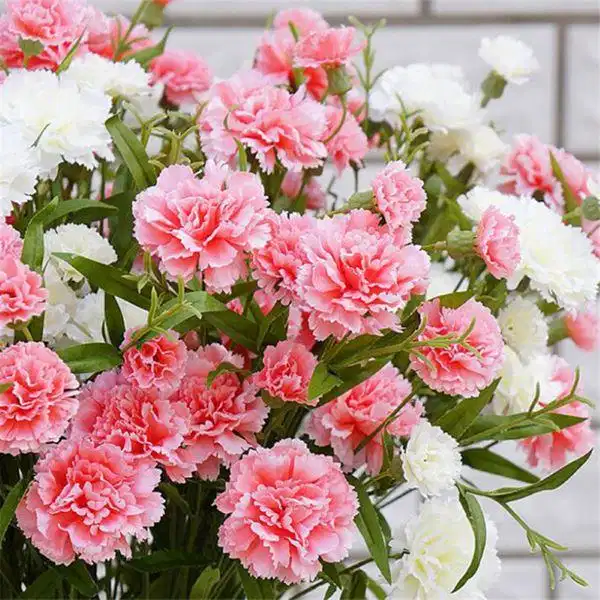 Hoa cẩm chướng biểu trưng cho sự mến mộ ấm áp Hoa cẩm chướng mềm mại nhiều lớp cánh
