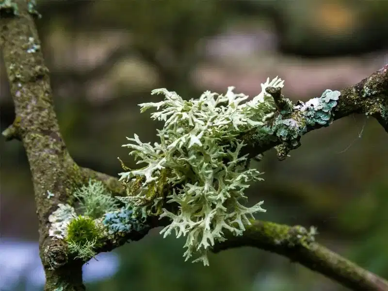 Rêu sồi Oakmoss thành phần định hình nhóm hương Chypre