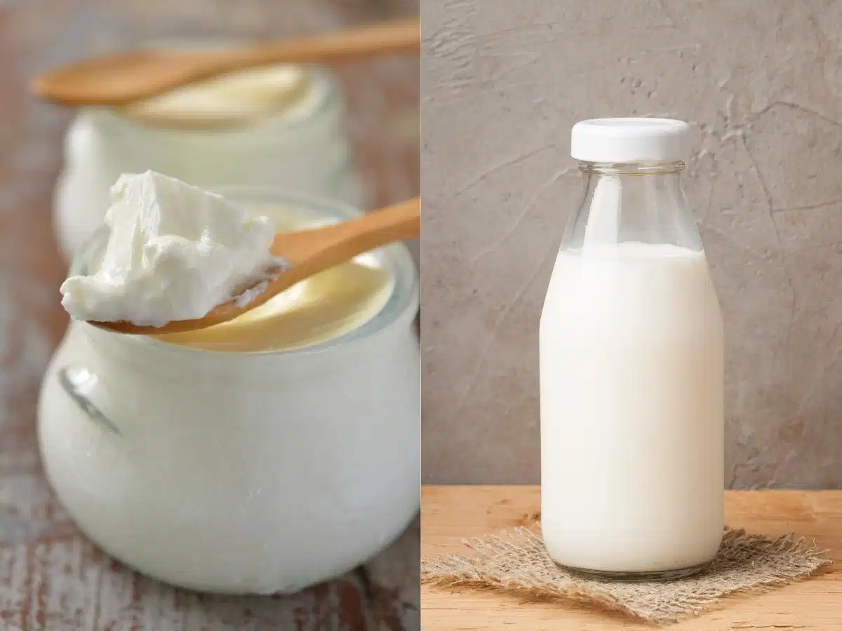 Sữa chua và sữa tươi không đường dưỡng da cơ thể
