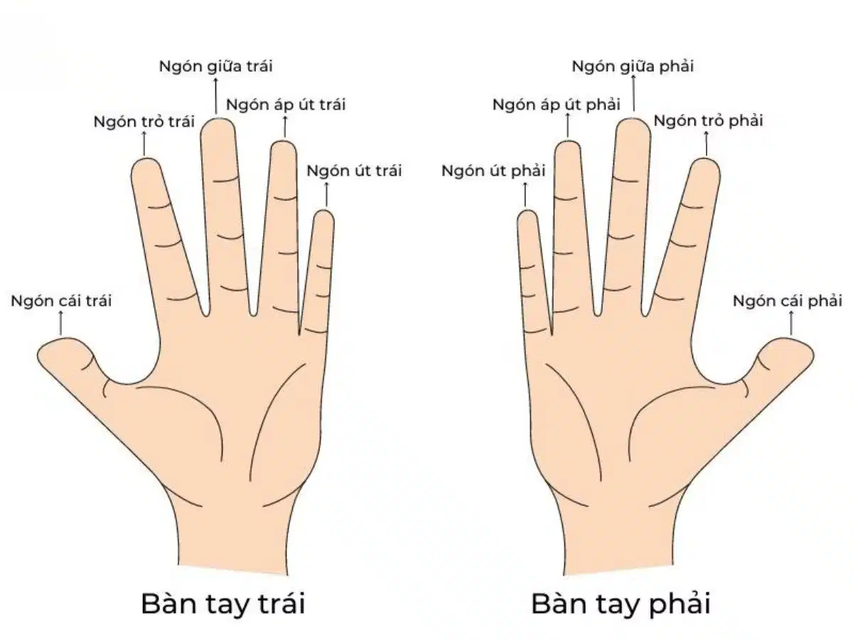 Tên gọi các ngón tay trên bàn tay