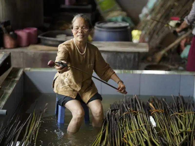 Thu hoạch cuống sen đúng kỹ thuật giúp cho sợi lụa tơ sen được tốt hơn. Thu hoạch cuống sen đúng kỹ thuật giúp cho sợi lụa tơ sen được tốt hơn.