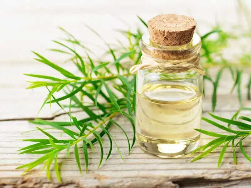 Tinh dầu tràm trà chấm điểm nốt mụn viêm