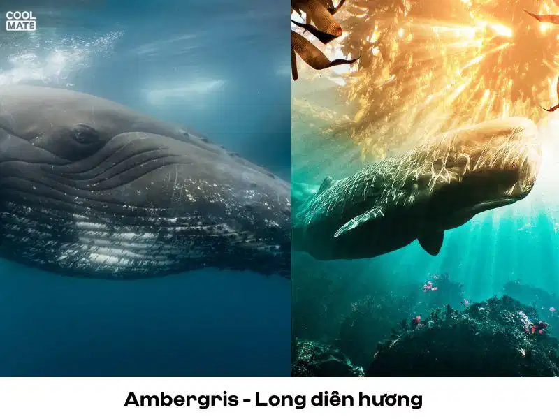 Long diên hương Ambergris Long diên hương hình thành từ quá trình sinh thái của cá nhà táng